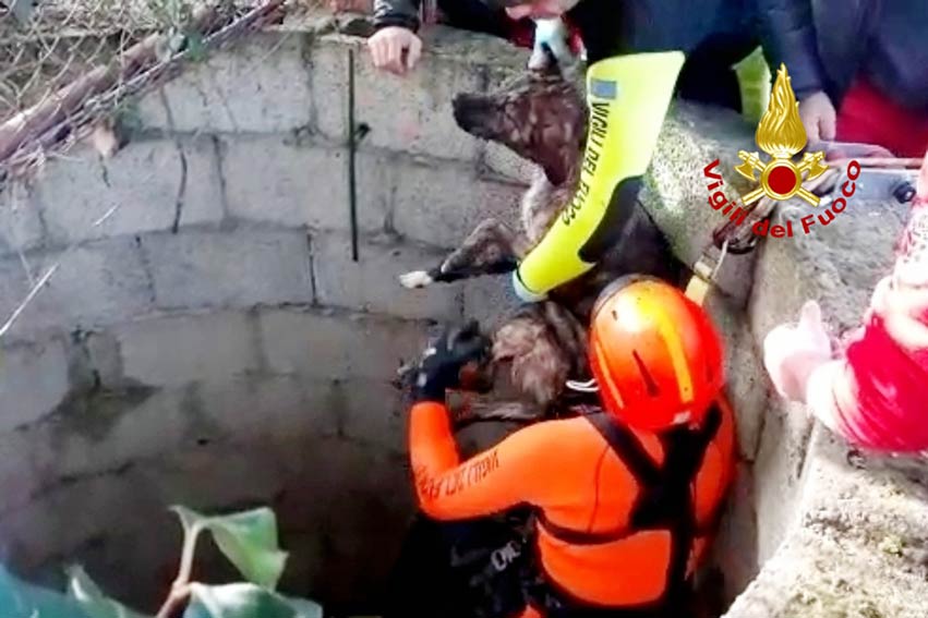 Cane cade in un pozzo a Dolianova: salvato dai Vigili del Fuoco 1 Cane salvato vigili Dolianova