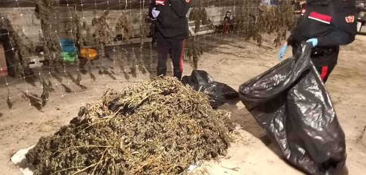 Ovodda. Nascondevano 300 kg di marijuana, denunciate 2 persone 1 Denuncia persone a Ovodda droga