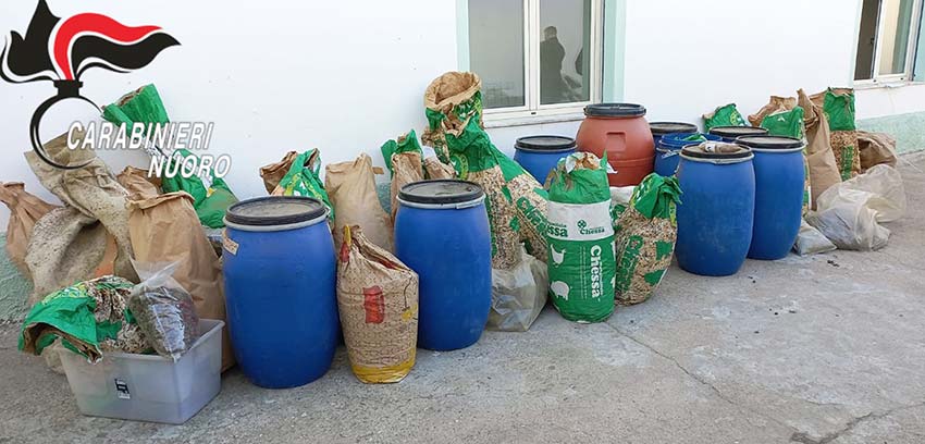 Sequestrata a Lula una tonnellata di marijuana: denunciato un uomo 2 Droga Lula