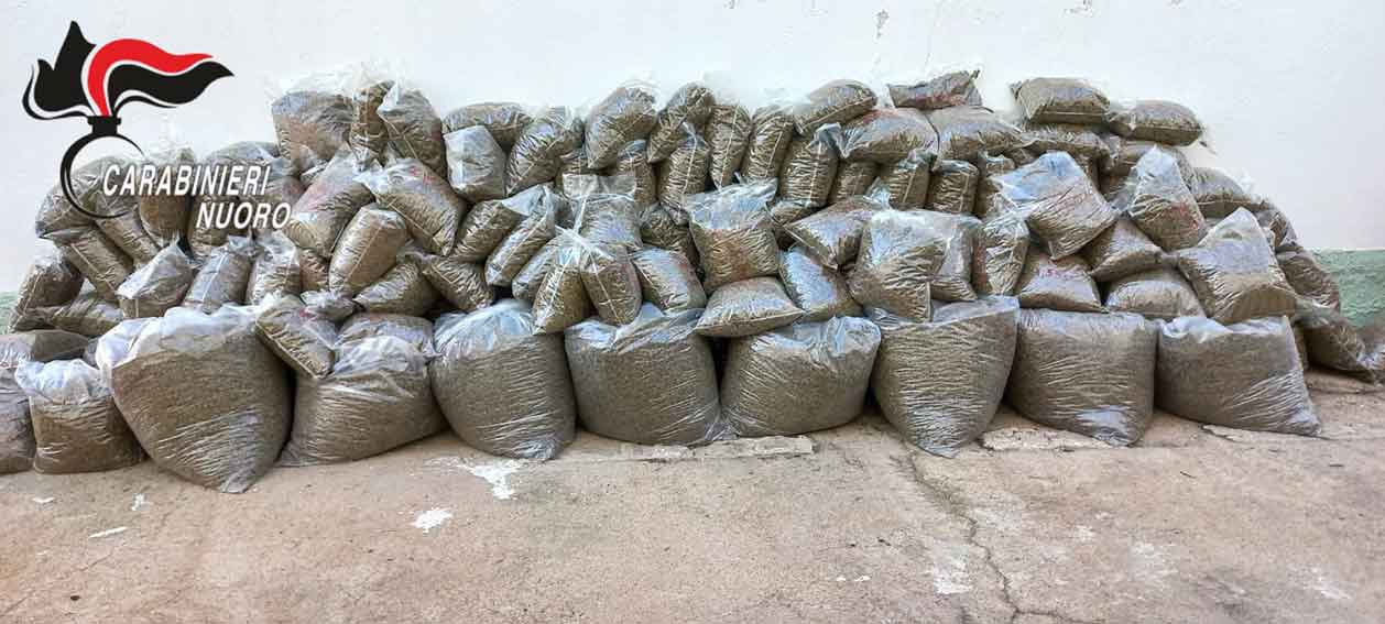 Sequestrata a Lula una tonnellata di marijuana: denunciato un uomo 1 Marijuana Lula