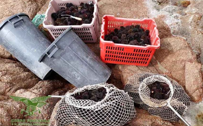 Ricci di mare Trinità dAgultu