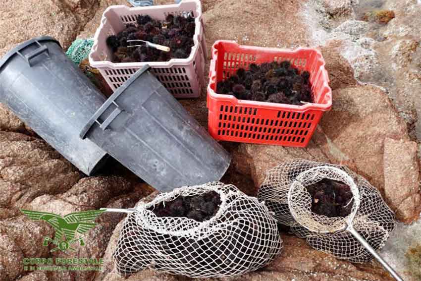 Ricci di mare Trinità dAgultu