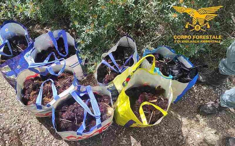 Sequestro ricci di mare alghero