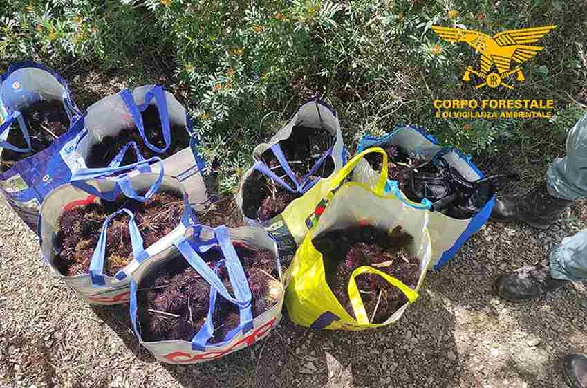 Sequestro ricci di mare alghero