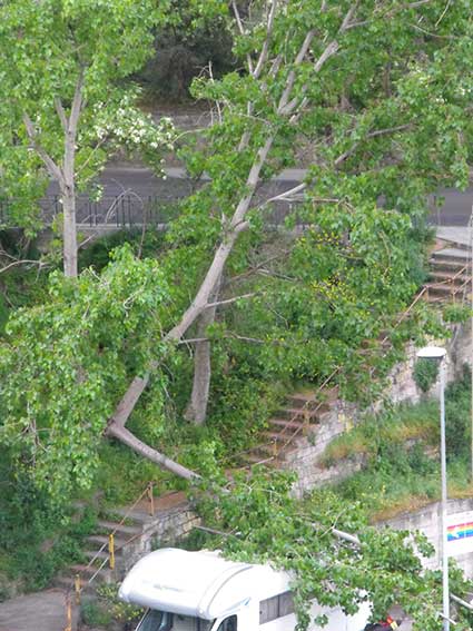 Ozieri, grosso ramo cade su vicolo Ariosto e colpisce un caravan: sfiorata la tragedia 3 Albero vicolo Ariosto Ozieri 2