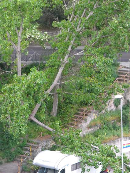 Albero vicolo Ariosto Ozieri 2