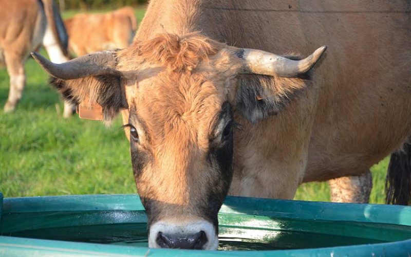 Animali senza acqua Nurra