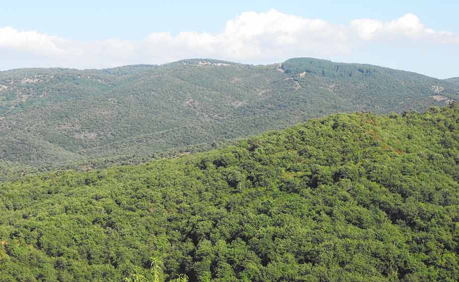 Bosco Sardegna