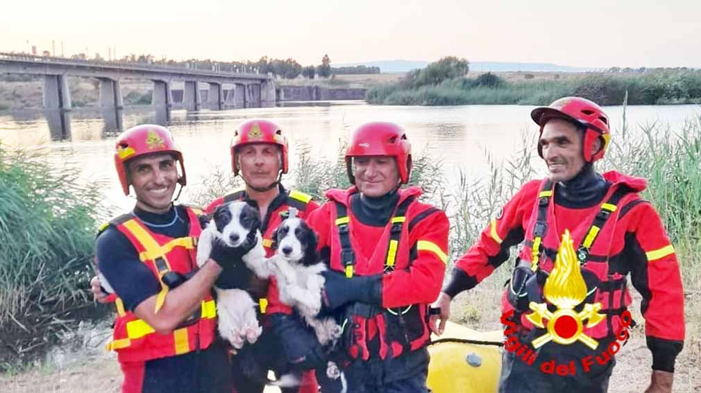 Cuccioli cani salvati a Ollastra