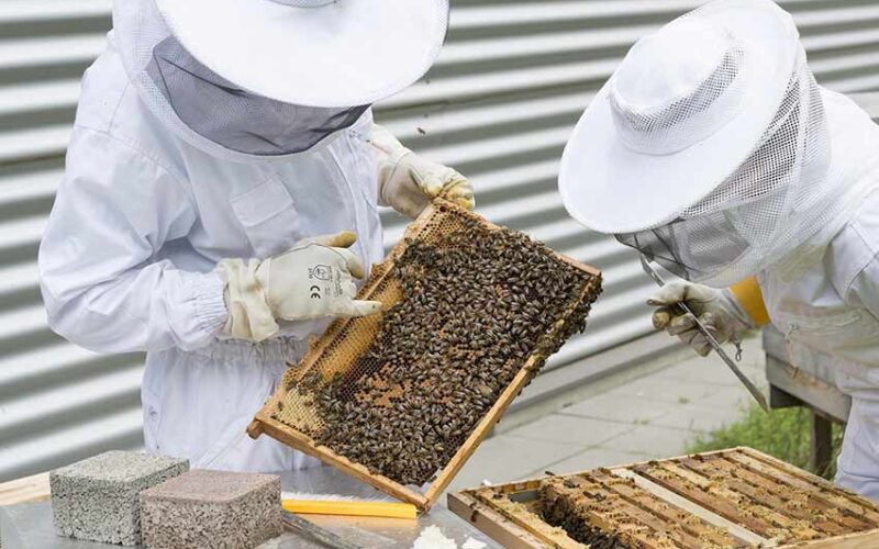 Miele apicoltori
