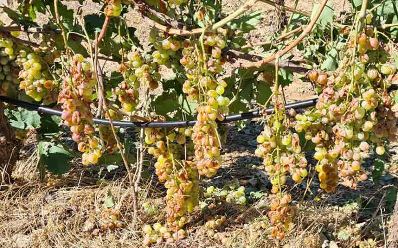 vigna devastata dalla grandinata Berchidda