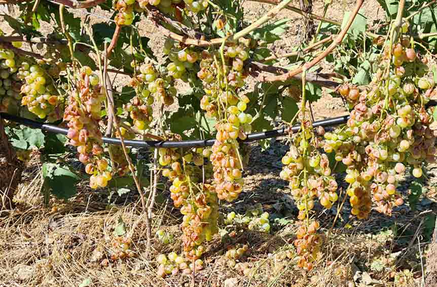 vigna devastata dalla grandinata Berchidda