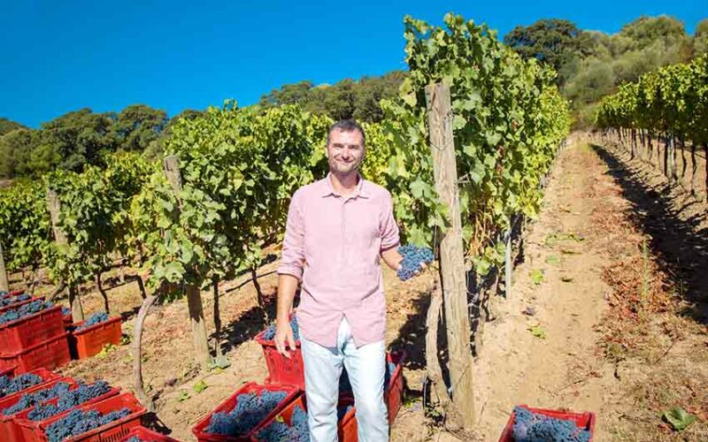 LUCA VITALETTI AGRONOMO SIDDURA DURANTE VENDEMMIA