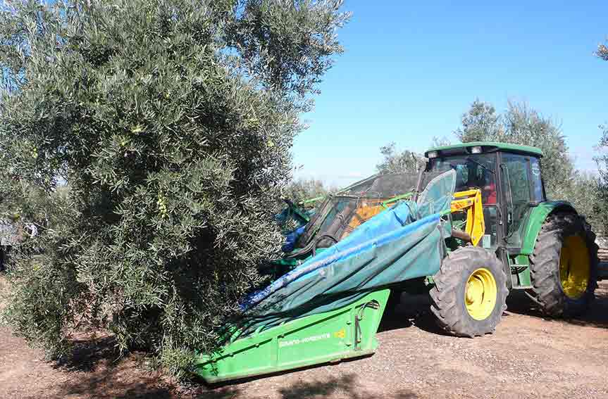 Raccolta olive