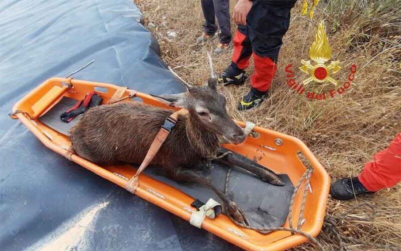 salvataggio cervo a Castiadas