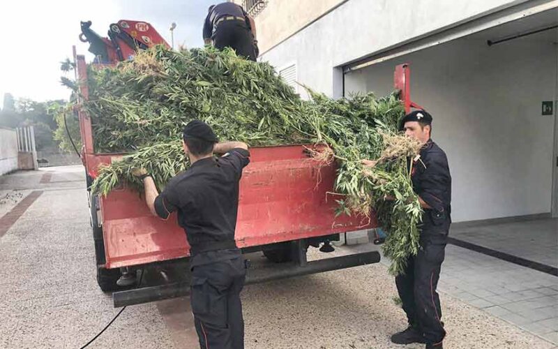 Coltivazione marijuana Siligo