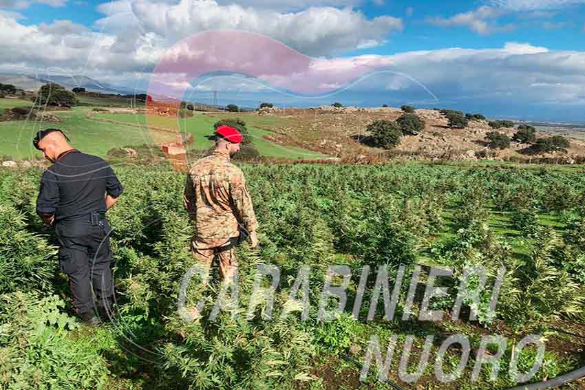 MACOMER piantagione marijuana