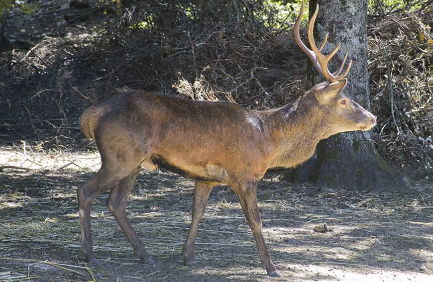 Cervo Sardo