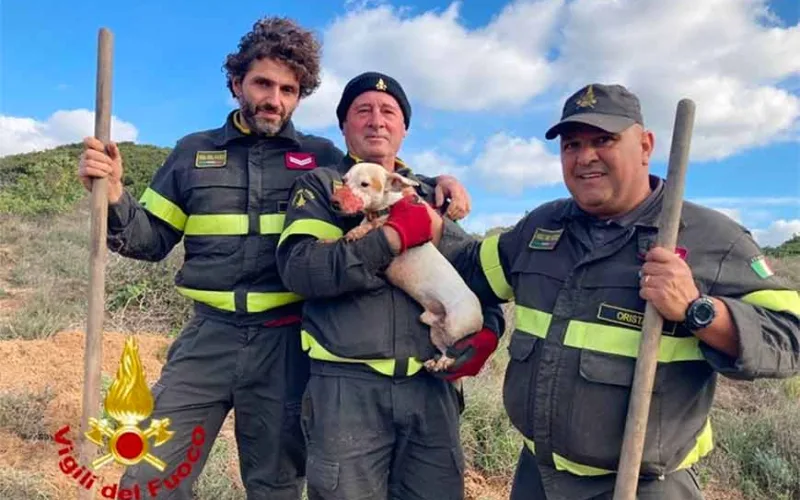 Cane salvato Vigili del Fuoco Oristano