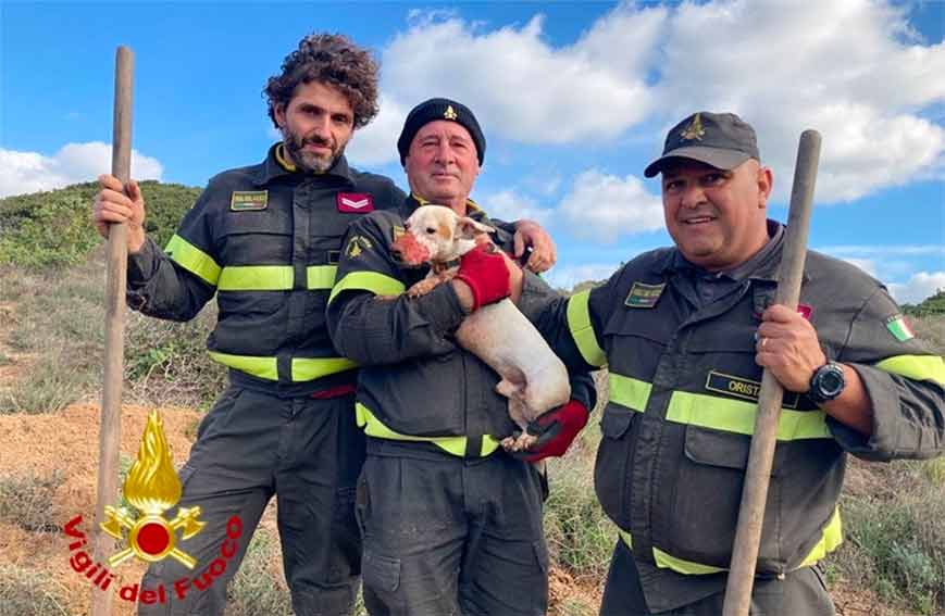 Cane salvato Vigili del Fuoco Oristano