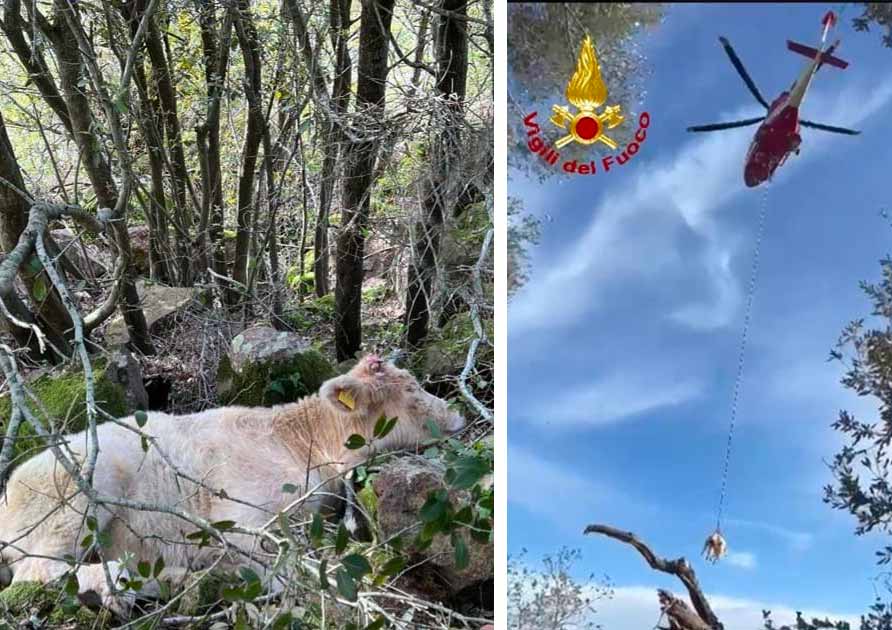 Soccorso vitello Montresta Vigili del Fuoco Alghero