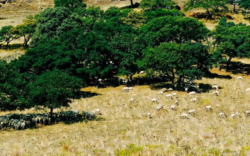 Terreno agricolo uso pubblico