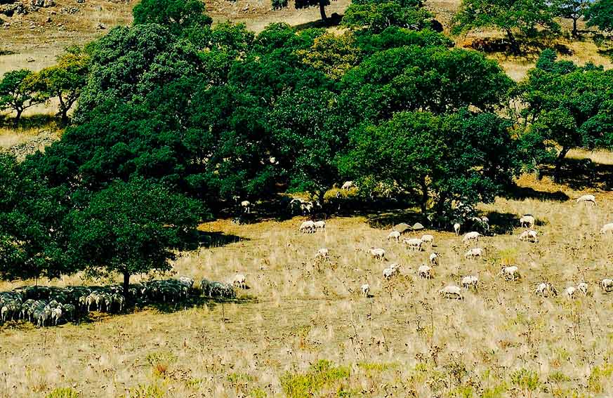 Terreno agricolo uso pubblico