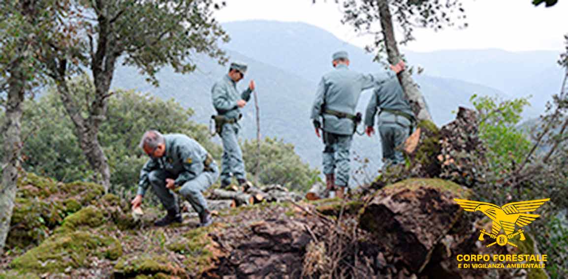 taglio legna bosco Ballao