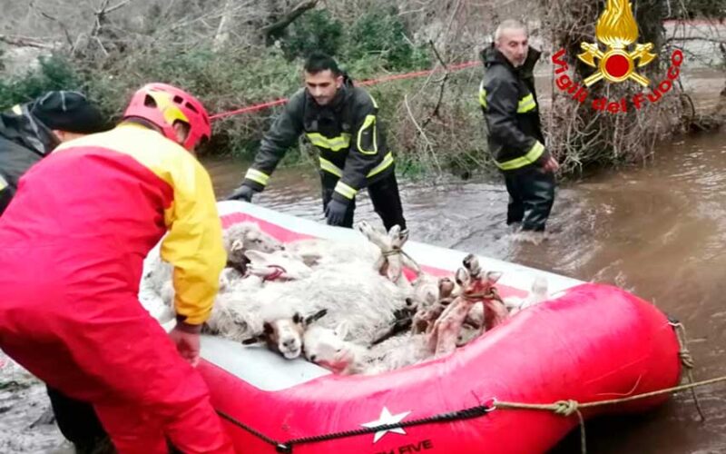 Pecore salvate Bosa Vigili del fuoco