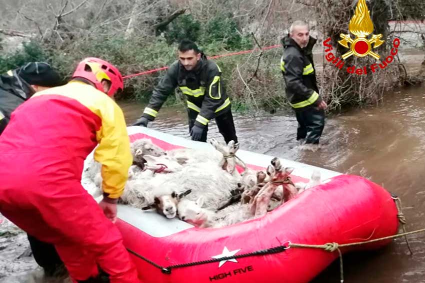 Pecore salvate Bosa Vigili del fuoco