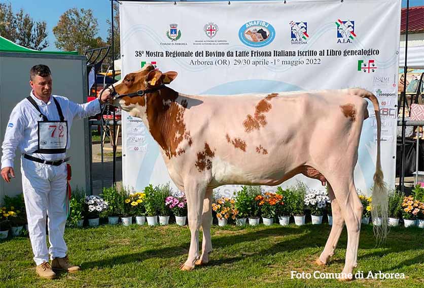 Mostra bovino Arborea