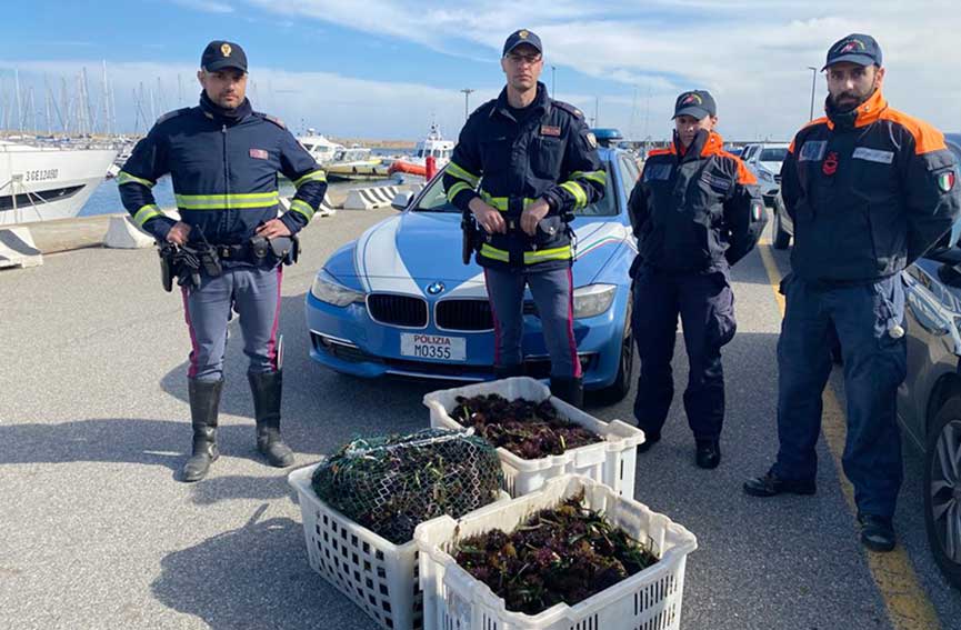 Stradale Distaccamento di Bitti sequestro Ricci di Mare3