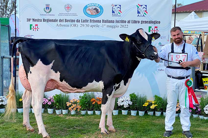 Mostra regionale bovino da latte arborea vincitrice 2022
