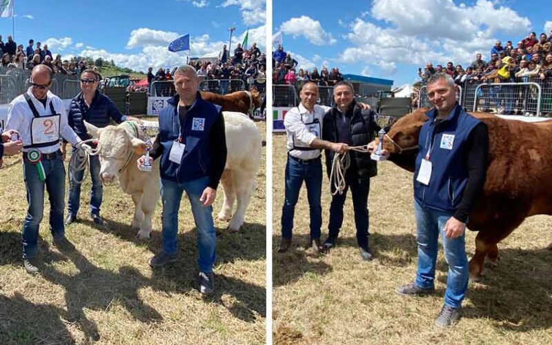 Tinuccio e Sansone Vincitori Mostra bovino da carne Ozieri