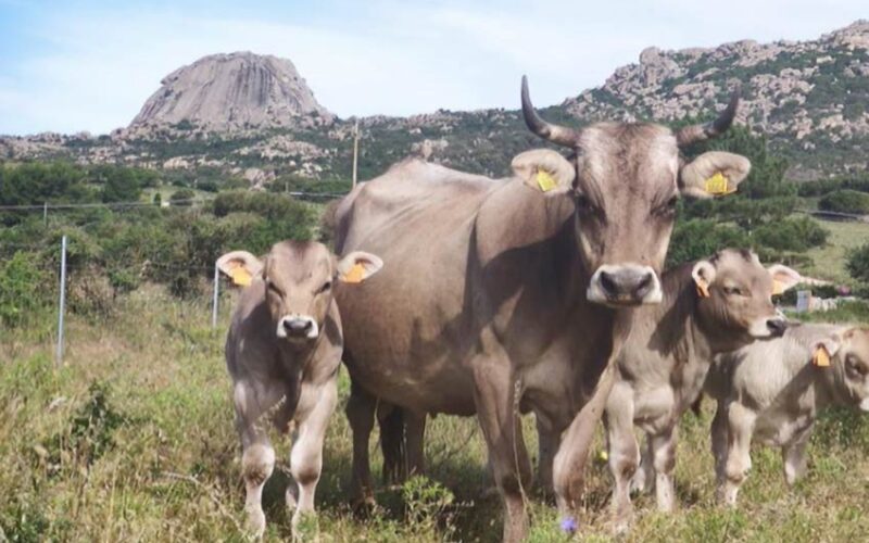 Bovini in Gallura