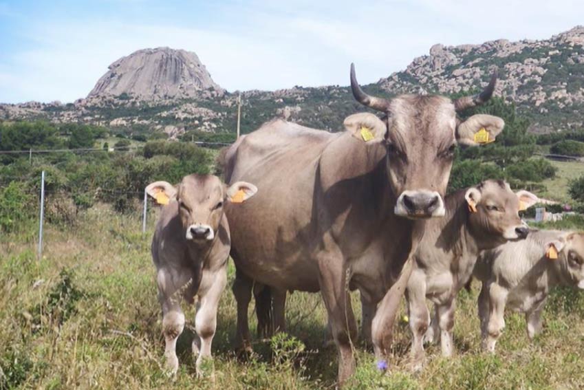 Bovini in Gallura