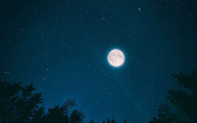 La luna il bosco e le stelle Bono