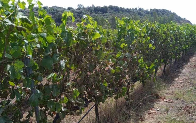 Vite danneggiata in Ogliastra grande caldo