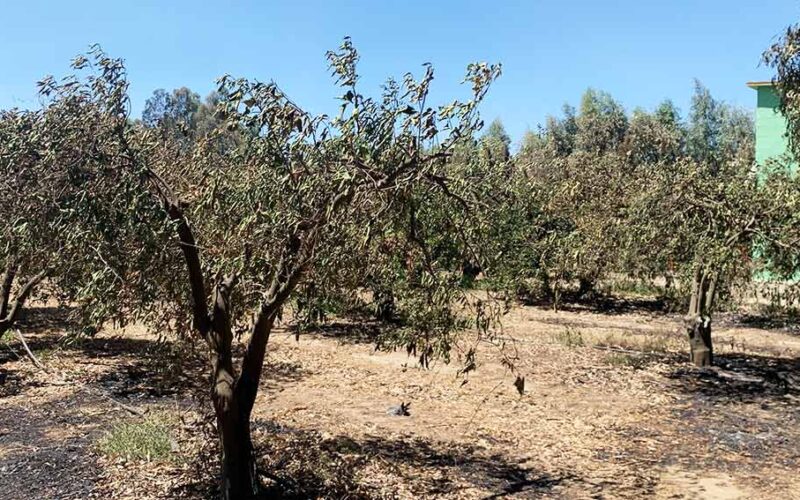 Incendi Sardegna Sarrabus e Baronia