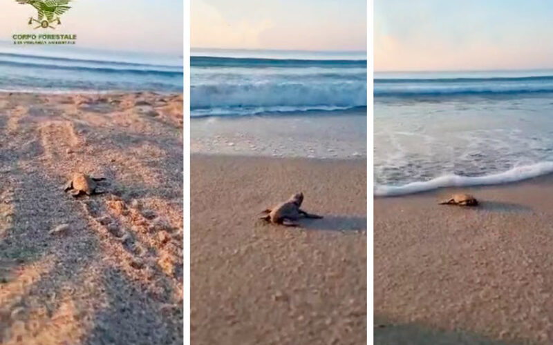 Schiusa uova Caretta caretta Poetto Cagliari