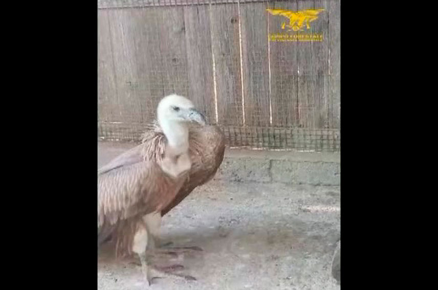 Avvoltoio grifone salvato Forestale