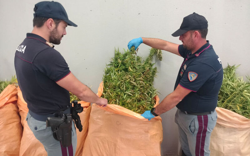 Arresto Olbia 300 kg canapa indica