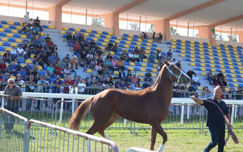 Fiera del cavallo Chilivani Foret de Aighenta