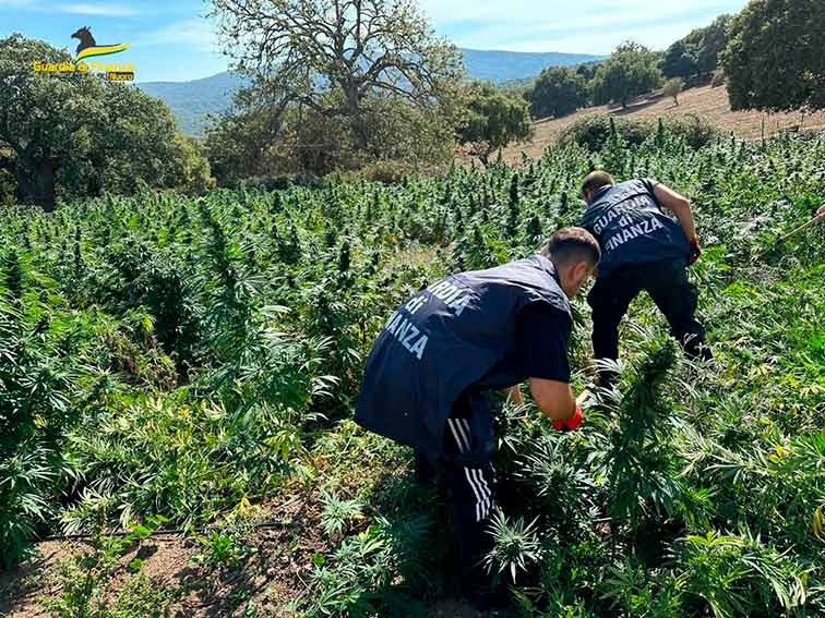 Orotelli Orani sequestro canapa