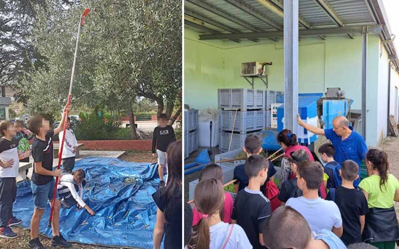 Rccolta Olive scuola di Monti