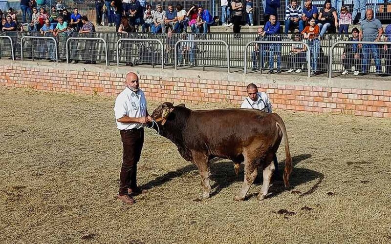 Salvatore Spanu Ozieri mostr bovino Sardo Bruna