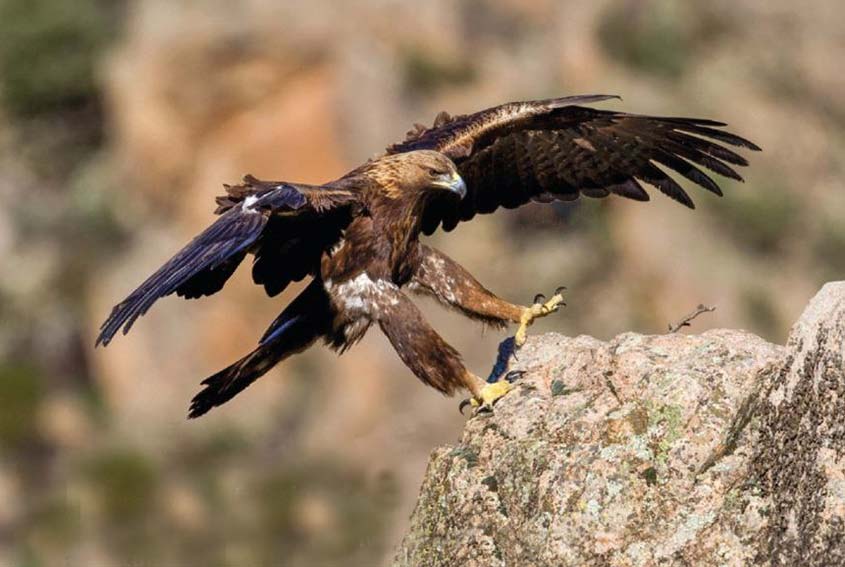 Ala dei Sardi incontri con la natura