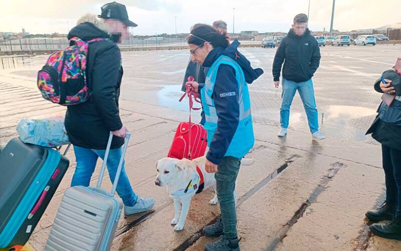 Cani molecolari virus peste suina