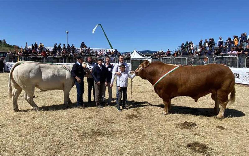 Campioni Mostra bovini 2024 Ozieri