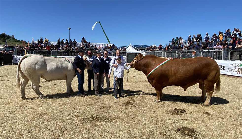 Campioni Mostra bovini 2024 Ozieri